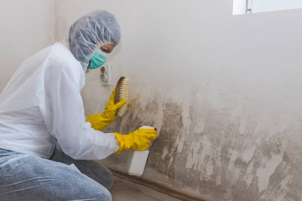 Best Air Quality Testing for Mold Spores  in Elizabeth City, NC