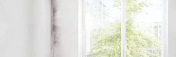 Best Water Damage & Mold Remediation  in Elizabeth City, NC